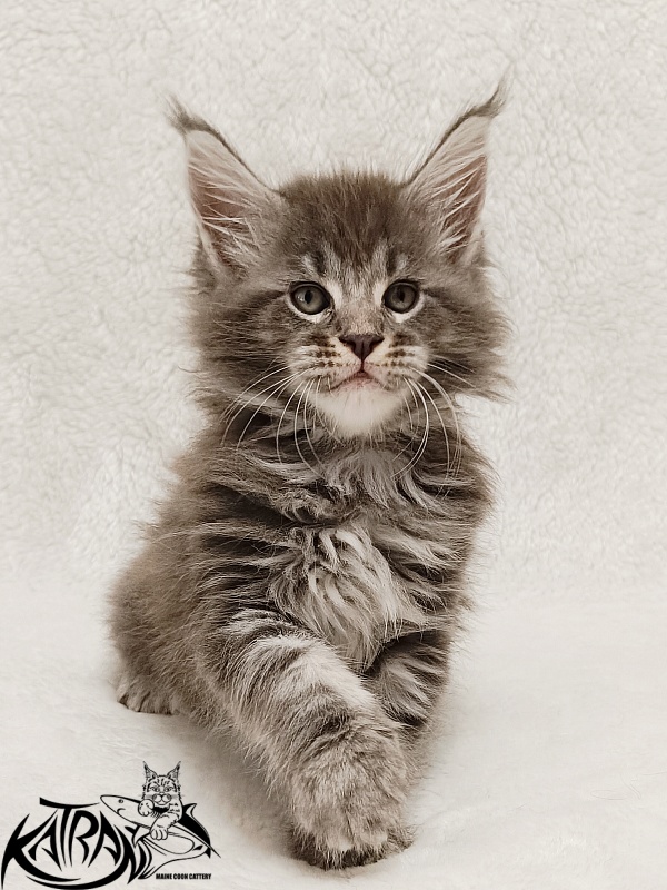 Katran Julian - Кошеня мейн-кун 1 місяць 2 тижні