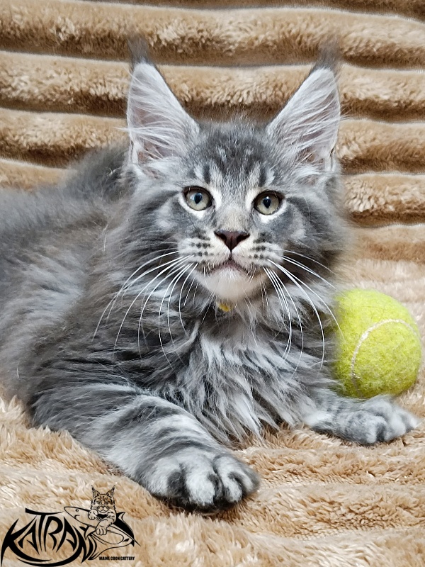 Katran Julian - Кошеня мейн-кун 2 місяця 1 тиждень