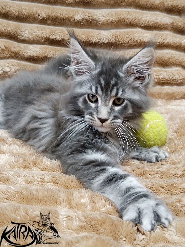 Katran Julian - Кошеня мейн-кун 2 місяця 1 тиждень