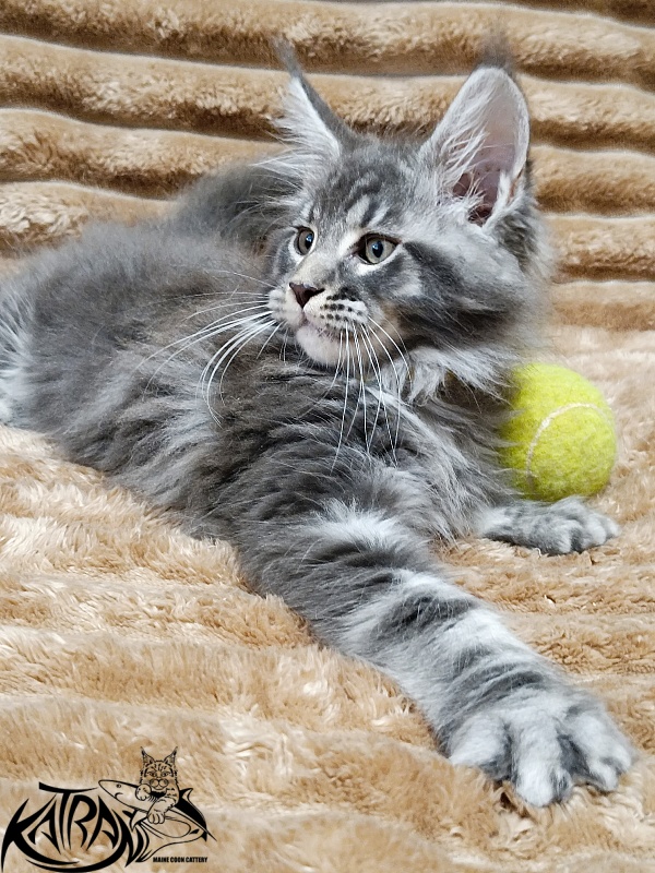 Katran Julian - Кошеня мейн-кун 2 місяця 1 тиждень