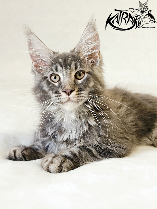 Katran Julian - Кошеня мейн-кун 3 місяця