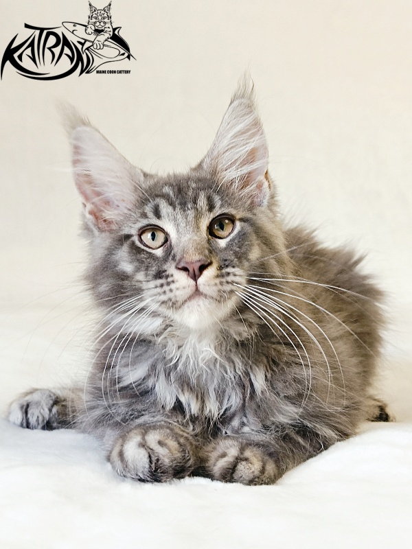 Katran Julian - Кошеня мейн-кун 3 місяця