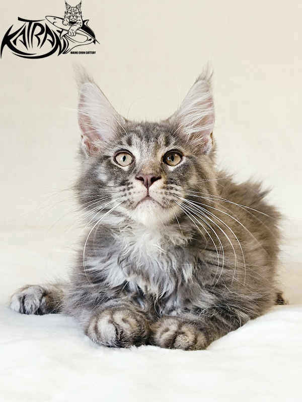 Katran Julian - Кошеня мейн-кун 3 місяця