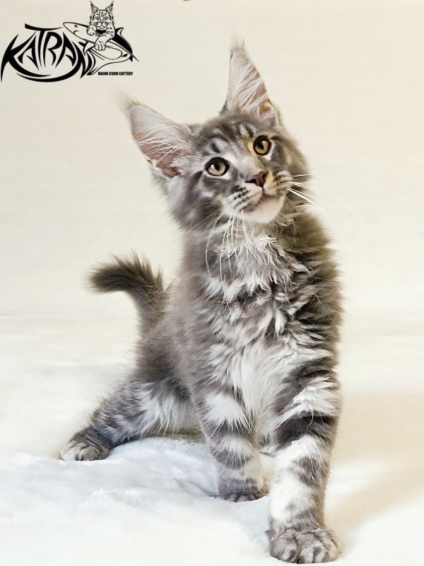 Katran Julian - Кошеня мейн-кун 3 місяця