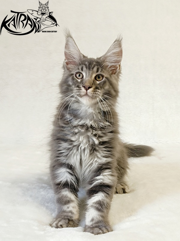 Katran Julian - Кошеня мейн-кун 3 місяця