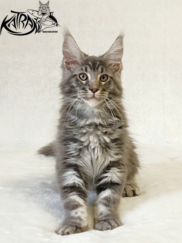 Katran Julian - Кошеня мейн-кун 3 місяця