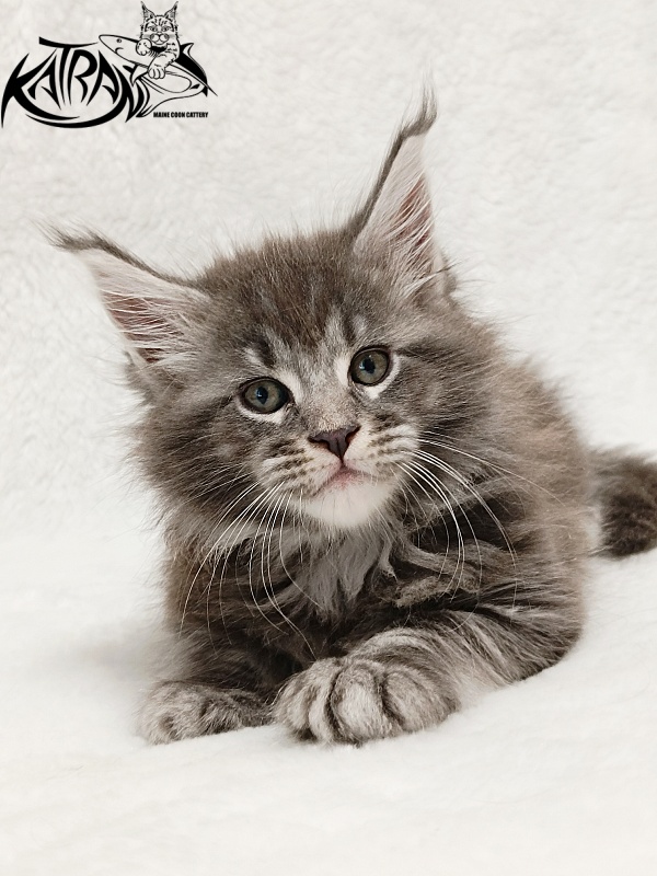 Katran Julian - Кошеня мейн-кун 1 місяць 2 тижні