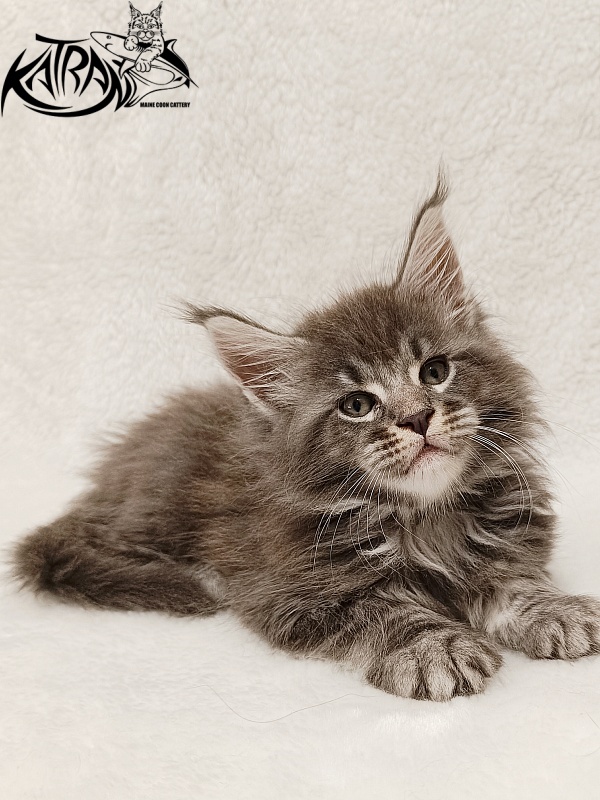 Katran Julian - Кошеня мейн-кун 1 місяць 2 тижні
