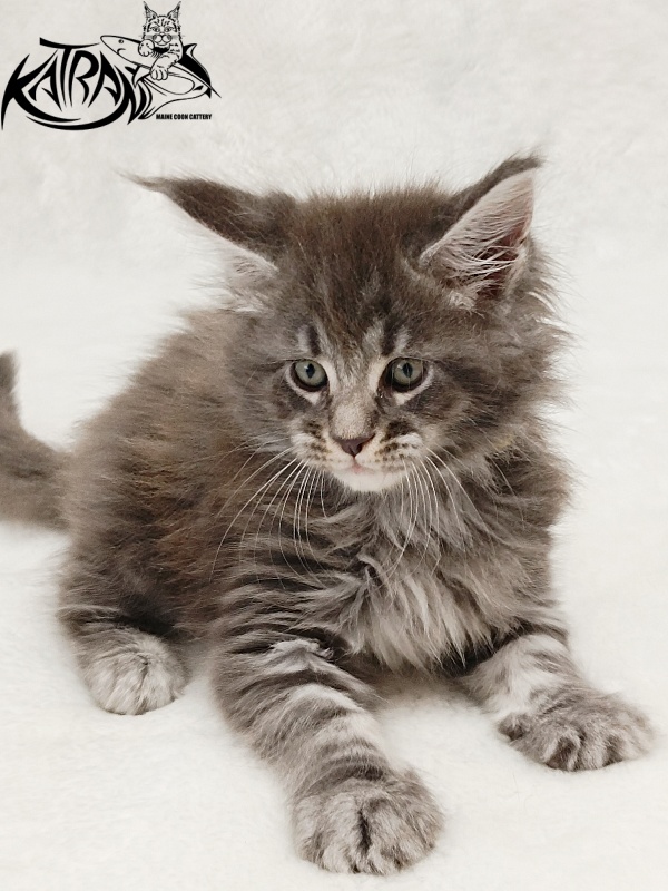 Katran Julian - Кошеня мейн-кун 1 місяць 2 тижні