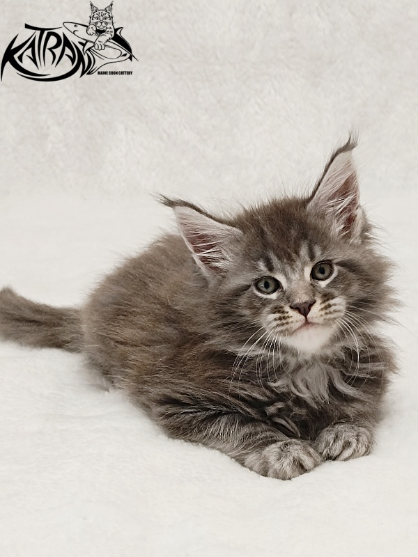 Katran Julian - Кошеня мейн-кун 1 місяць 2 тижні