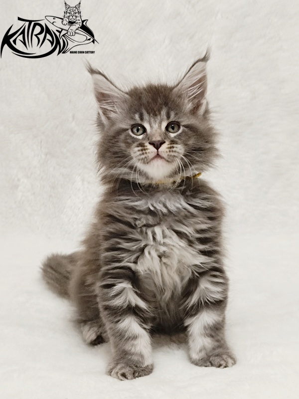 Katran Julian - Кошеня мейн-кун 1 місяць 2 тижні