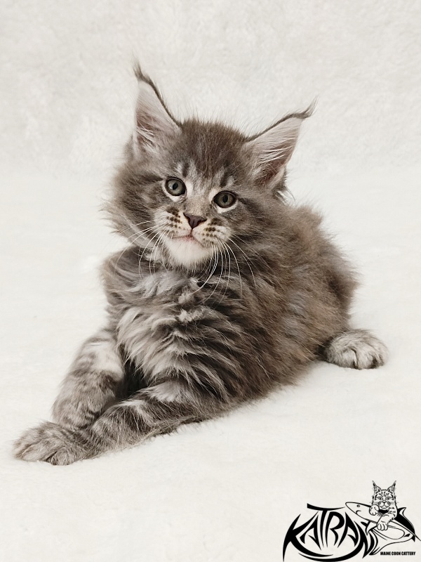 Katran Julian - Кошеня мейн-кун 1 місяць 2 тижні