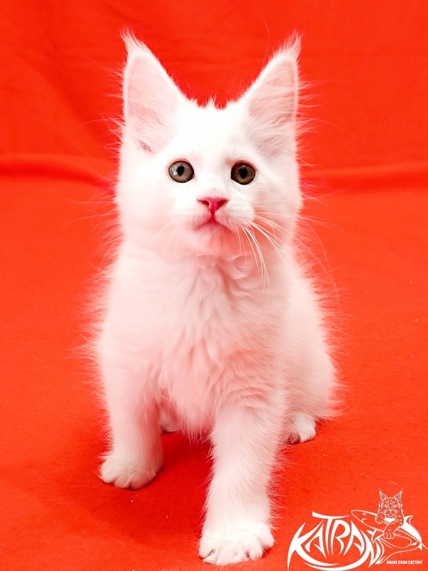Katran Kenza - Кошеня мейн-кун 1 місяць 2,5 тижні