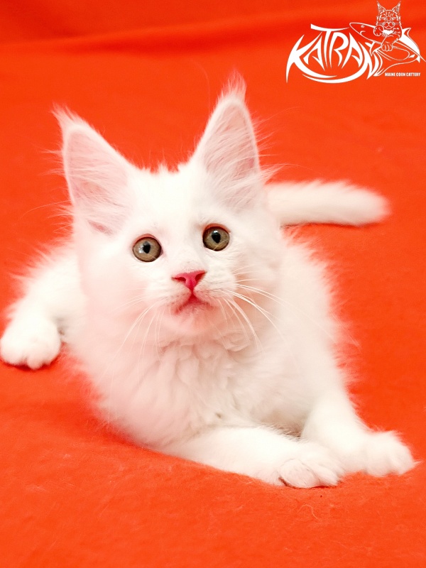 Katran Kenza - Кошеня мейн-кун 1 місяць 2,5 тижні