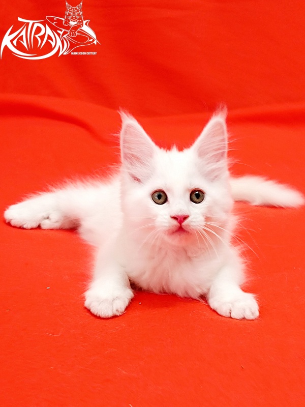 Katran Kenza - Кошеня мейн-кун 1 місяць 2,5 тижні