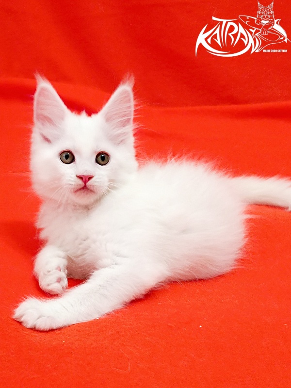 Katran Kenza - Кошеня мейн-кун 1 місяць 2,5 тижні