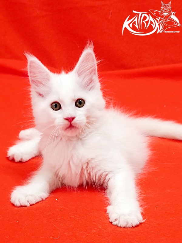 Katran Kenza - Кошеня мейн-кун 1 місяць 2,5 тижні