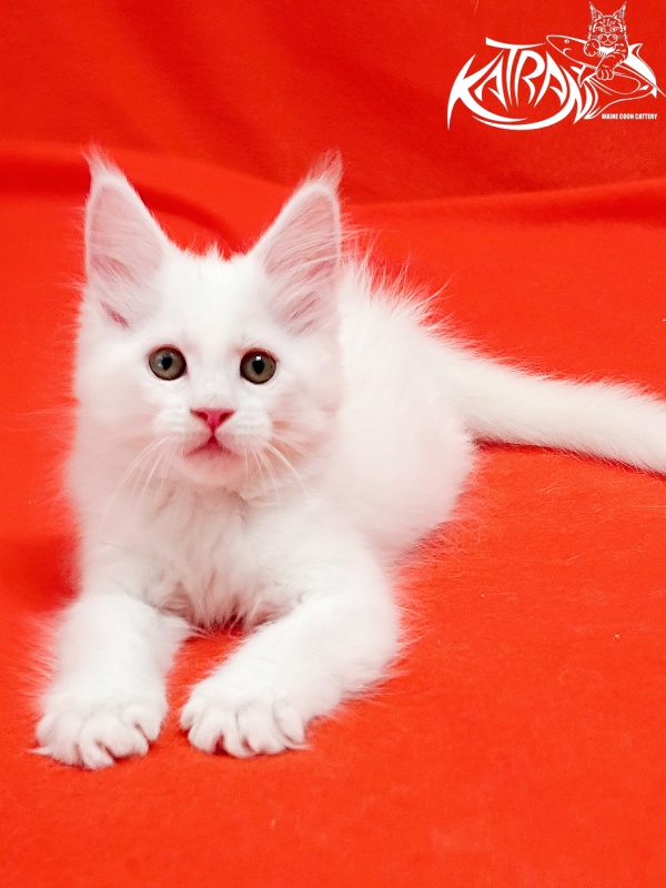 Katran Kenza - Кошеня мейн-кун 1 місяць 2,5 тижні