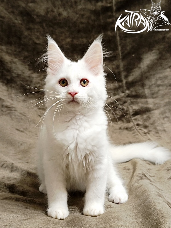 Katran Kenza - Кошеня мейн-кун 3 місяця