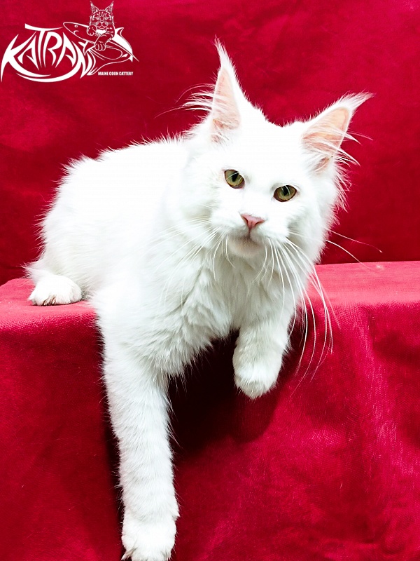 Katran Kenza - Кошеня мейн-кун 5 місяців 1 тиждень