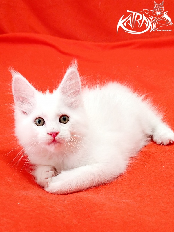 Katran Kenza - Кошеня мейн-кун 1 місяць 2,5 тижні