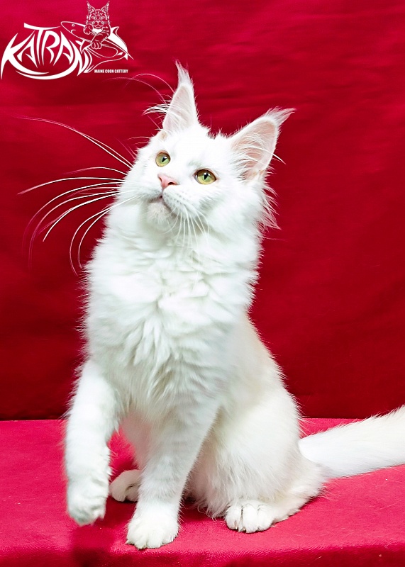 Katran Kenza - Кошеня мейн-кун 5 місяців 1 тиждень