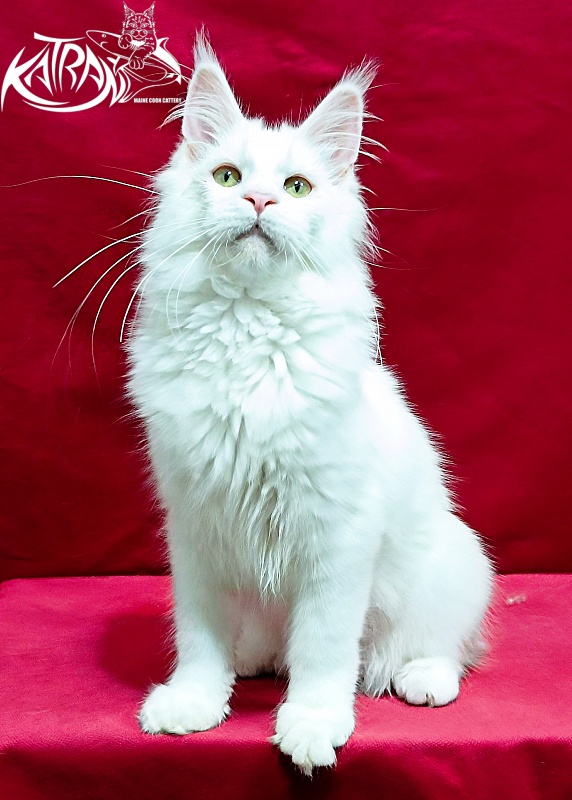 Katran Kenza - Кошеня мейн-кун 5 місяців 1 тиждень