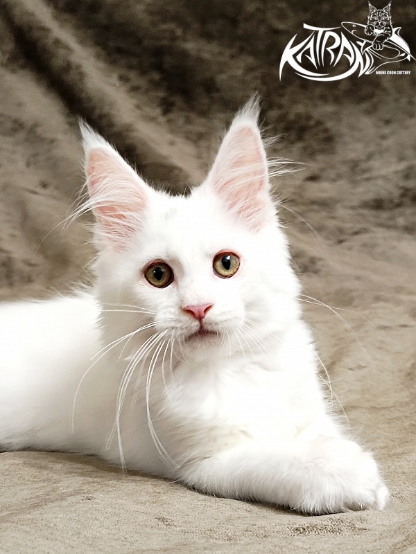 Katran Kenza - Кошеня мейн-кун 3 місяця