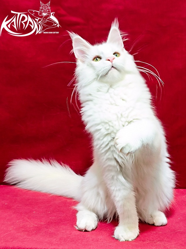 Katran Kenza - Кошеня мейн-кун 5 місяців 1 тиждень