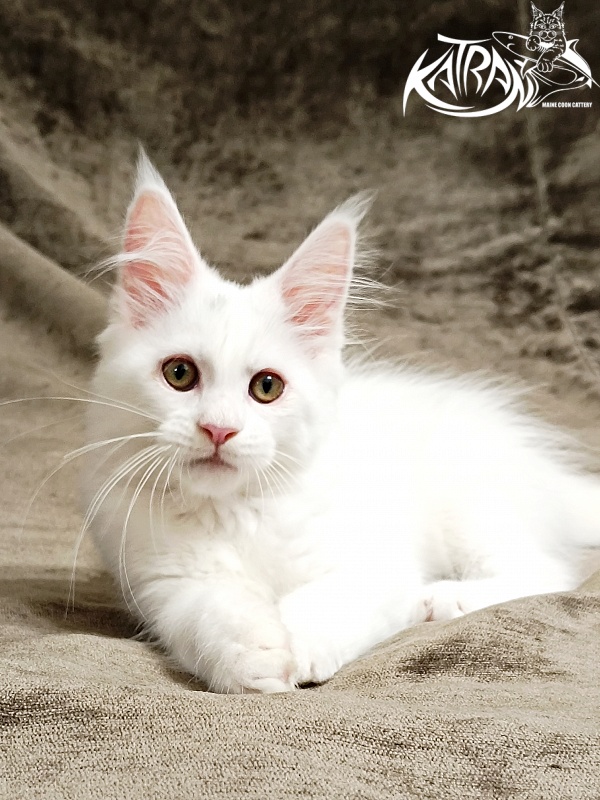 Katran Kenza - Кошеня мейн-кун 3 місяця