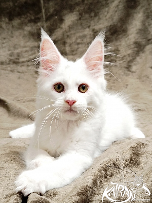 Katran Kenza - Кошеня мейн-кун 3 місяця