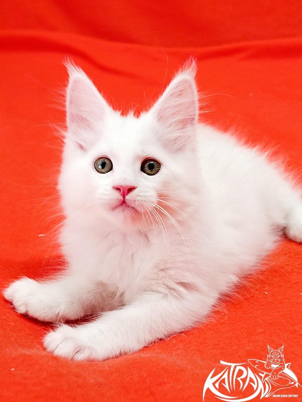 Katran Kenza - Кошеня мейн-кун 1 місяць 2,5 тижні