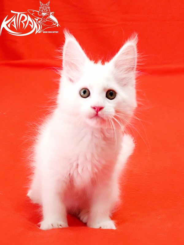 Katran Kenza - Кошеня мейн-кун 1 місяць 2,5 тижні