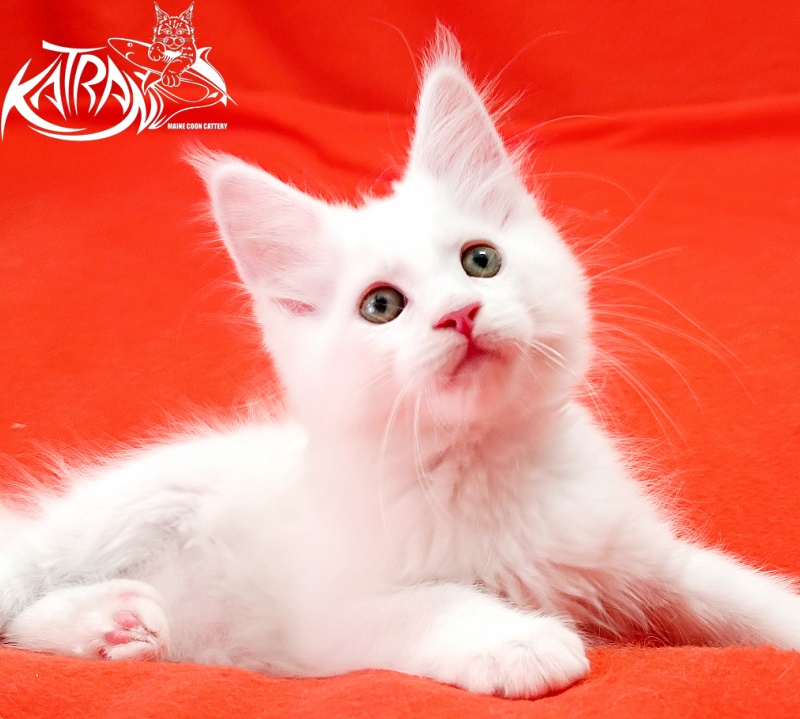 Katran Kenza - Кошеня мейн-кун 1 місяць 2,5 тижні