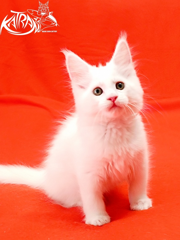 Katran Kenza - Кошеня мейн-кун 1 місяць 2,5 тижні