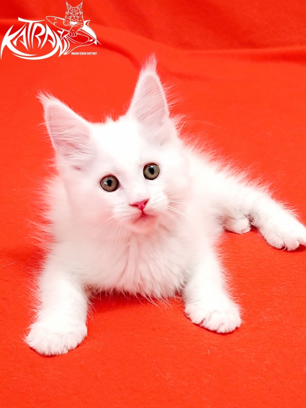 Katran Kenza - Кошеня мейн-кун 1 місяць 2,5 тижні