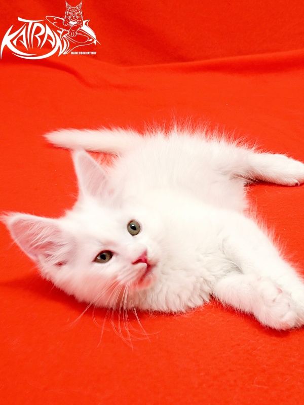 Katran Kenza - Кошеня мейн-кун 1 місяць 2,5 тижні