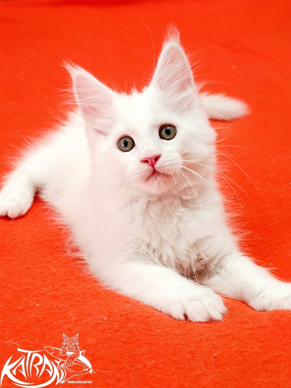 Katran Kenza - Кошеня мейн-кун 1 місяць 2,5 тижні