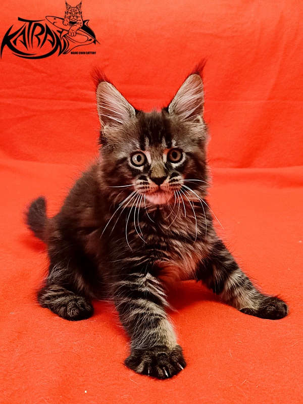 Katran Kamalia - Кошеня мейн-кун 1 місяць 2,5 тижні