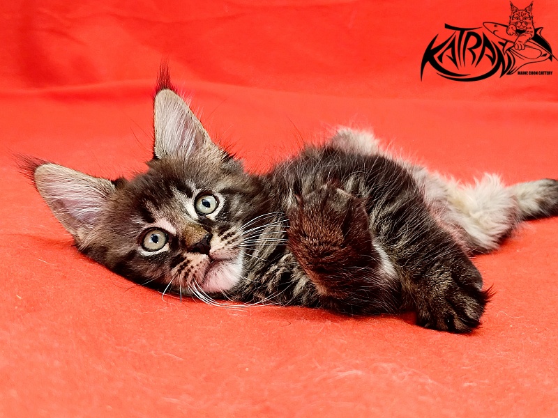 Katran Kamalia - Кошеня мейн-кун 1 місяць 2,5 тижні