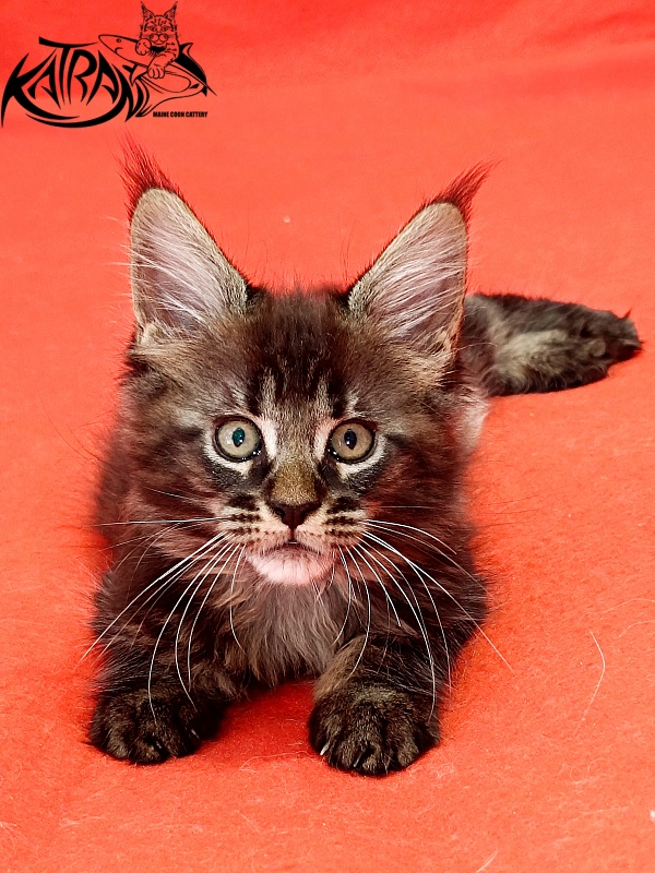 Katran Kamalia - Кошеня мейн-кун 1 місяць 2,5 тижні