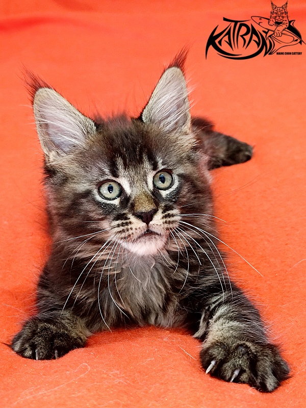 Katran Kamalia - Кошеня мейн-кун 1 місяць 2,5 тижні