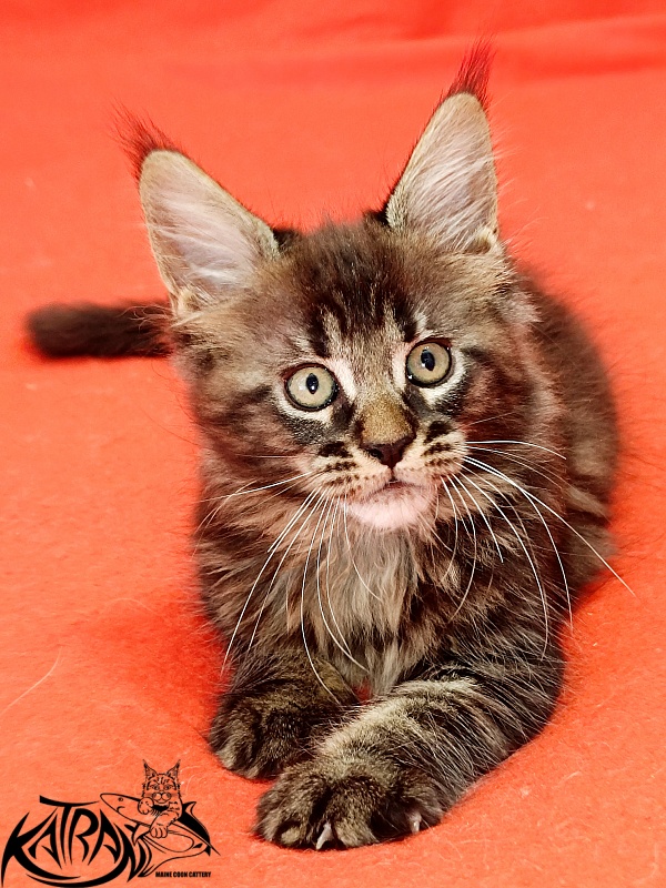 Katran Kamalia - Кошеня мейн-кун 1 місяць 2,5 тижні