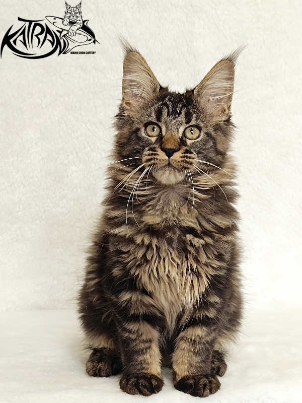 Katran Kamalia - Кошеня мейн-кун 3 місяця