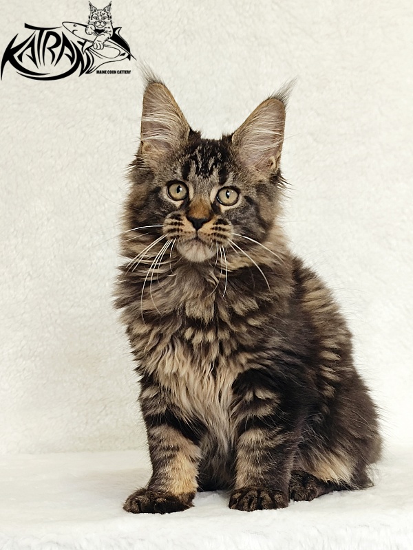Katran Kamalia - Кошеня мейн-кун 3 місяця
