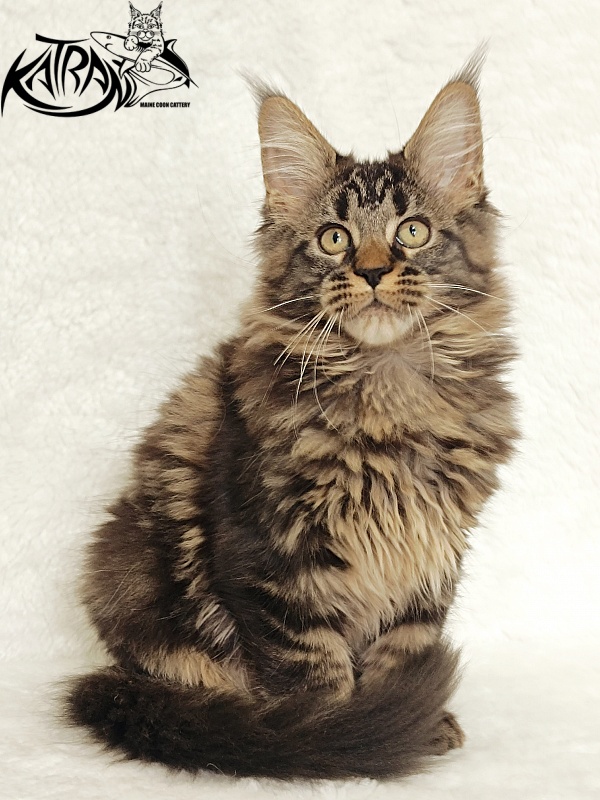 Katran Kamalia - Кошеня мейн-кун 3 місяця