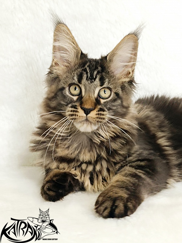 Katran Kamalia - Кошеня мейн-кун 3 місяця