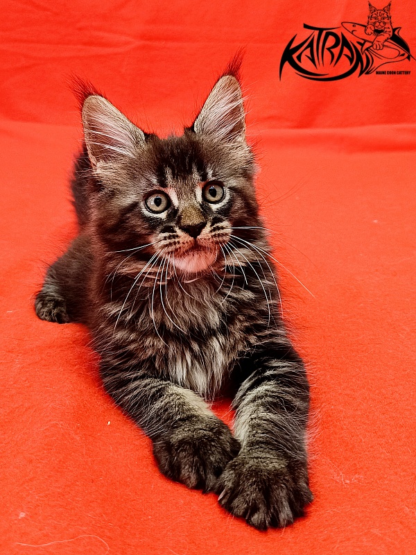 Katran Kamalia - Кошеня мейн-кун 1 місяць 2,5 тижні