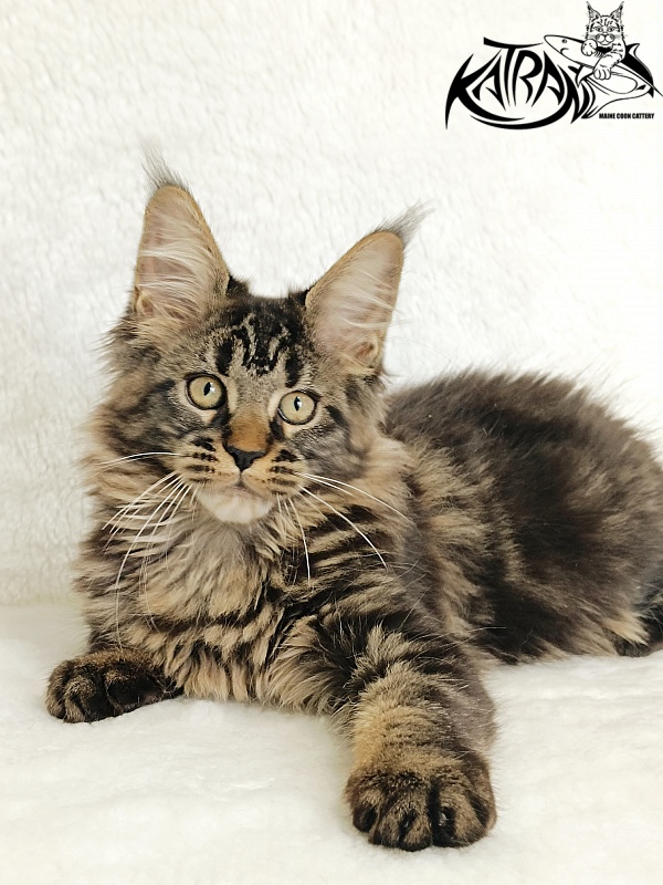 Katran Kamalia - Кошеня мейн-кун 3 місяця