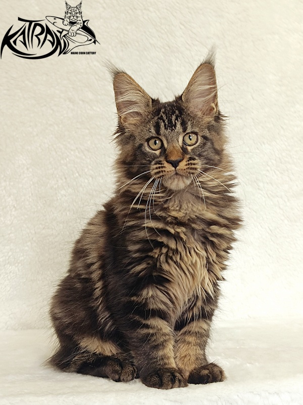 Katran Kamalia - Кошеня мейн-кун 3 місяця